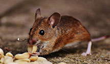 24 Hour & Emergency Exterminators in White Oak, NC